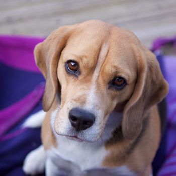 Freibad Rettenberg mit Hund 2024