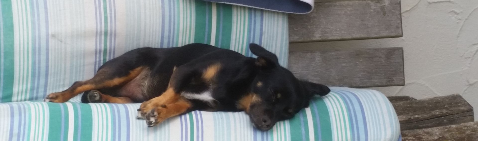 Hund im Freibad in Freudenstadt 2024