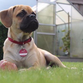 Hund im Freibad Brambauer Lünen 2024