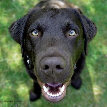 Schwimmen mit Hund Bersenbrück 2024